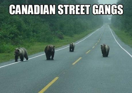Funny-Canada-Meme-13.jpg