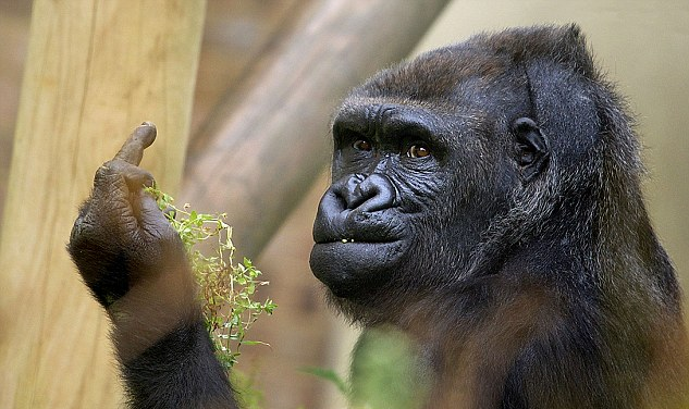 Monkey Gives Middle Finger