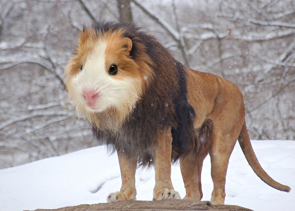 guinea lion