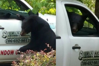 bear in truck
