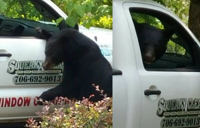 bear in truck