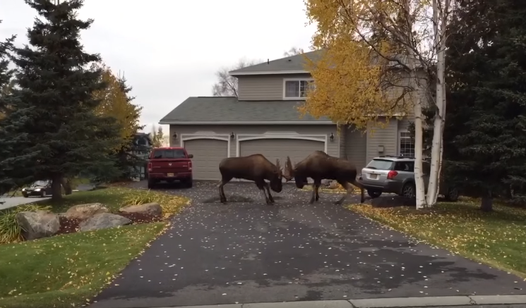 Moose Fight Alaska