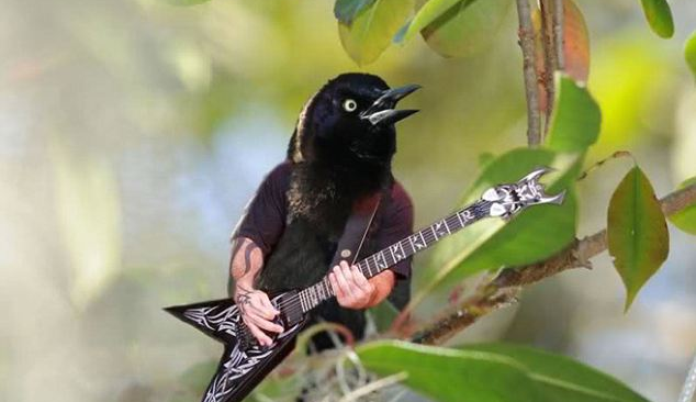 Bird Singing Let the Bodies Hit the Floor